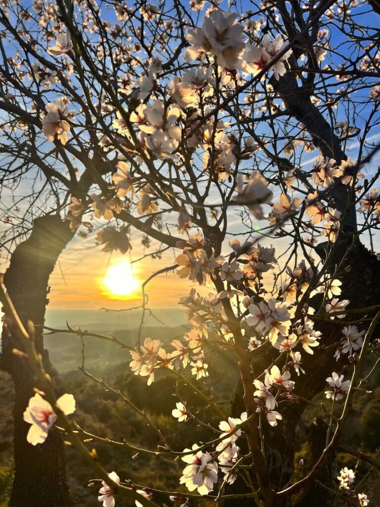 FLOR 4 INSCRIPCIONES